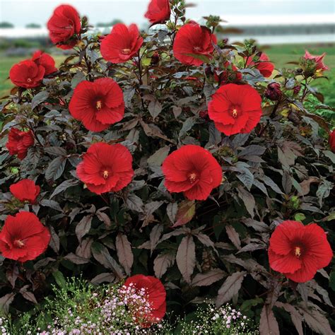 Midnight Marvel Perennial Hibiscus, Hardy Hibiscus - Missouri Botanic ...
