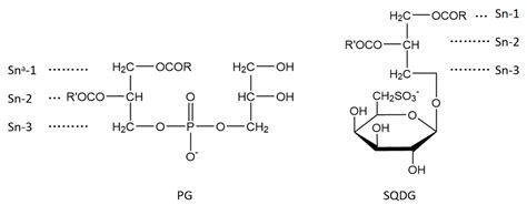 IJMS | Free Full-Text | Role of Thylakoid Lipids in Protochlorophyllide Oxidoreductase ...