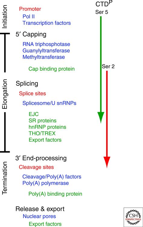 RNA Processing Steps 的图像结果