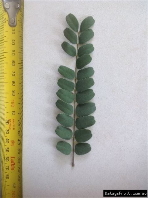 Java Shower 的图像结果