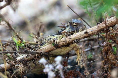 Shooting Blood from Their Eyes Doesn’t Scare Off the Pet Trade: Desert ...