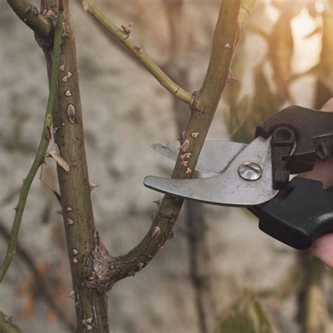 How To Prune Rose Bushes Before Spring - Get Roses To Bloom!