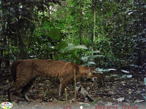 On the Tail of Leopards and Golden Cats through the African Rainforest ...