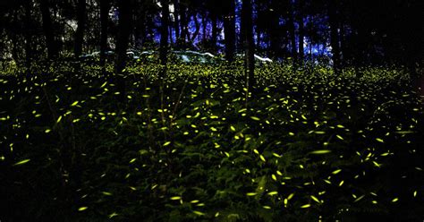 Head To These 5 Places To See Millions Of Fireflies | Mumbai | Whats Hot