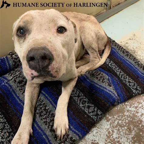 Humane Society of Harlingen (@hshtxorg) / Twitter