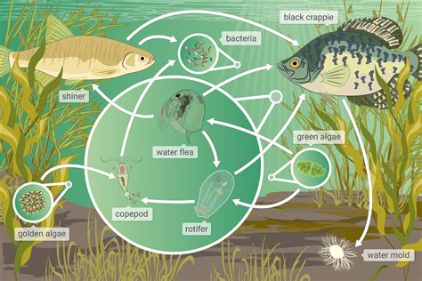 Freshwater Lake Biome Food Web