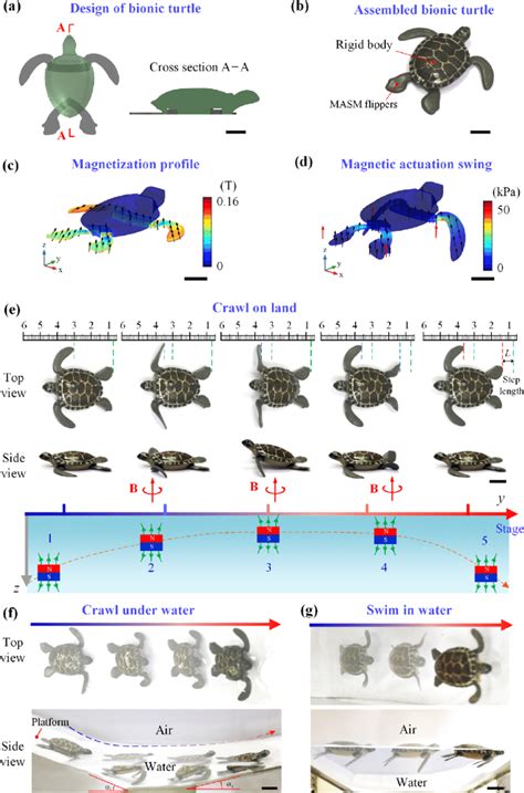 Image result for Futures Bionic Turtle
