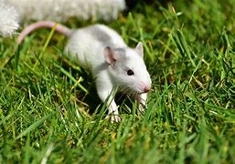 Image result for Cute White Rat