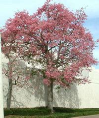 Silk Floss Tree | Bagwani Nursery | Wholesale Plant Supplier