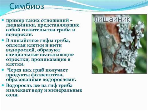 Отношения организмов в биоцинозах Симбиоз мутуализм протокооперация