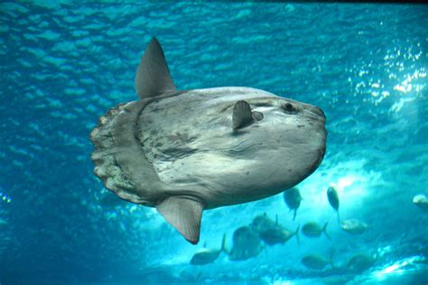 Can You Eat Sunfish? - American Oceans