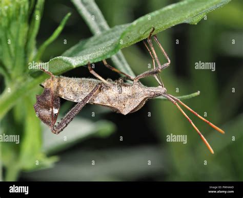Eastern leaf-footed bug (Leptoglossus phyllopus) hiding under a leaf in ...