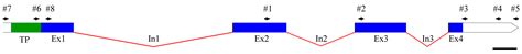 The Photoprotective Protein PsbS from Green Microalga Lobosphaera ...