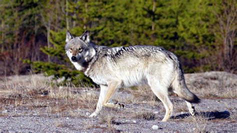 18 of the World's Largest Wolves and Where to Find them - Animals ...