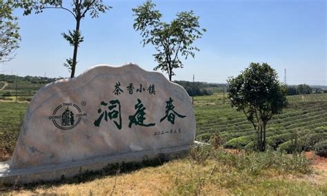 农发行岳阳县支行1.2亿元黄茶产业贷款助力产业升级，推进乡村振兴 - 乡村动态 - 乡村振兴 - 华声在线