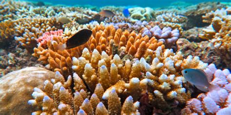 Visit Great Barrier Reef In Australia 2025 | Flamingo Travels