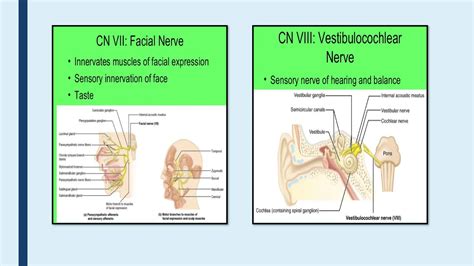 Image result for Nervous System Classification