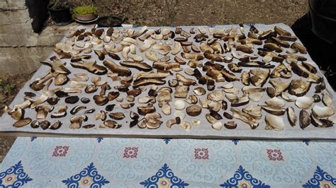 THE BEST Places to Visit in Castelbuono (2026) - Must-See Attractions