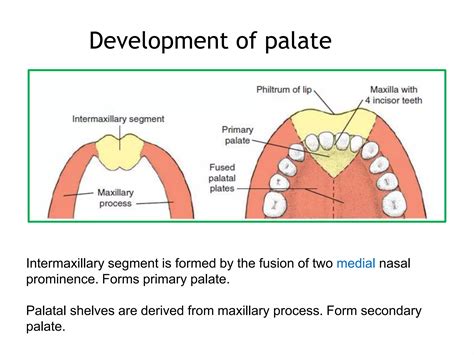 Growth of maxilla | PPTX