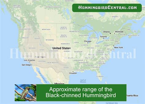 Image result for Map of Hummingbird Types Locations