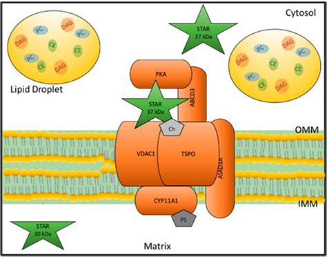 Role of STAR and SCP2/SCPx in the Transport of Cholesterol and Other Lipids