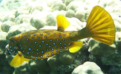 Image result for Boxfish Facts