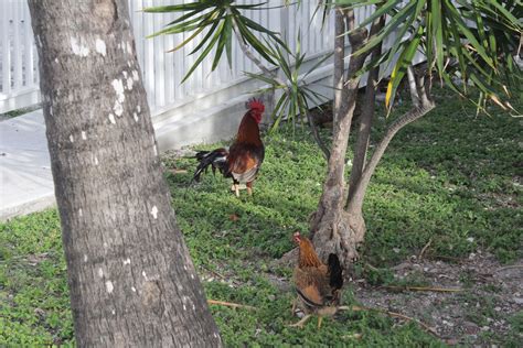 Key west- chickens everywhere