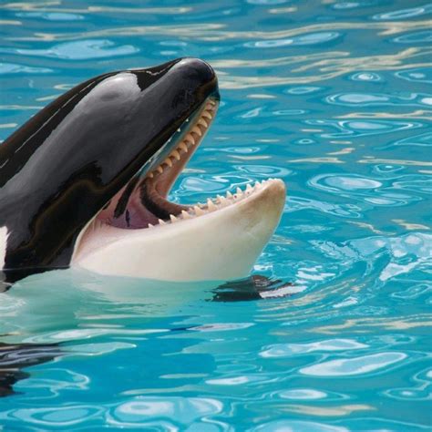 15 Fun Facts About Killer Whales
