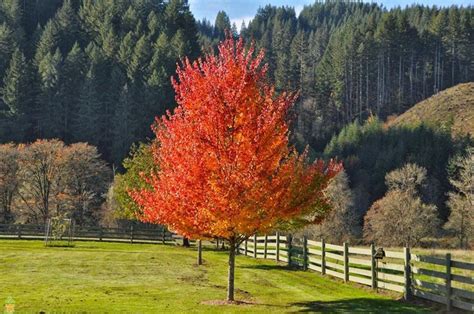 Image result for Silver Maple Tree Fall Color