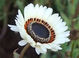 Creative Farmer Flower Seeds : Venidium Fastuosum Monarch Garden Seeds ...