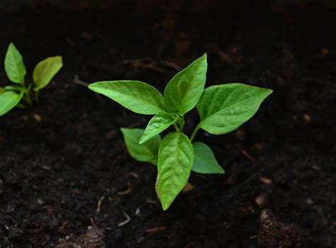 Home - SMC Power Generation Ltd.