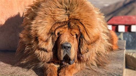 Top 10 most expensive dog breeds in the world: Luxury pets with price ...