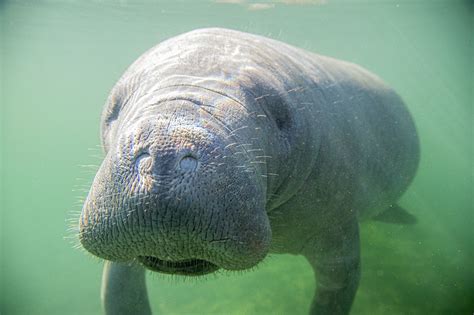 Manatee spotted off Cape Cod for the first time in almost a decade