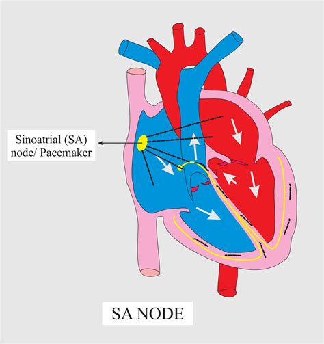 Av Node Sa Node