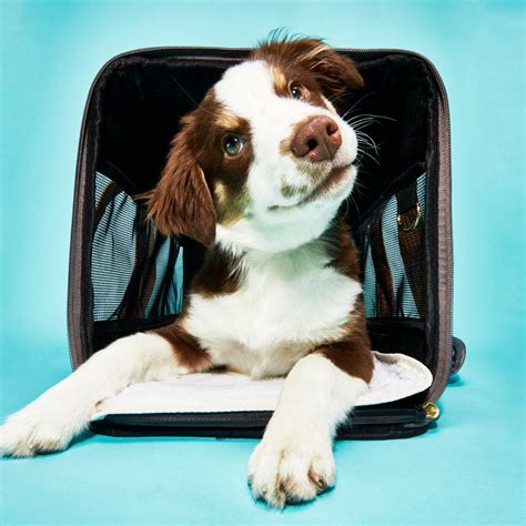 Are Dog Backpack Carriers Safe