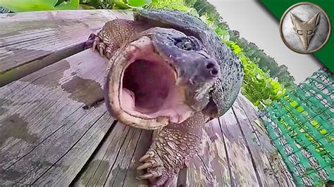 Image result for Snapping Turtle Attack