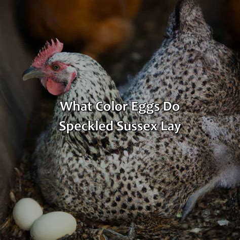 What Color Eggs Do Speckled Sussex Lay - colorscombo.com