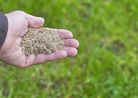 8 Fast-Growing Grass Seeds for a Lush Lawn This Spring, Lawn Pros Say