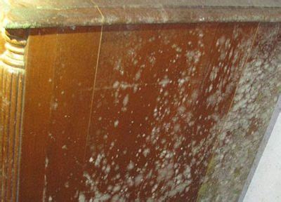 Image result for Mold Testing MA