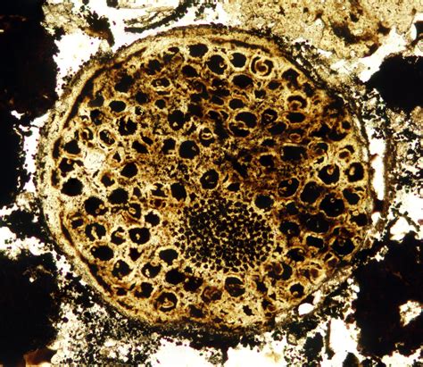 Megasphaera: Multicellular Fossils Discovered in China Date Back 60 ...