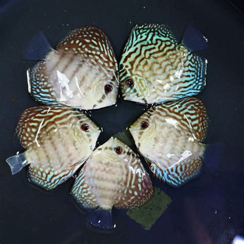 Image result for Blue Turquoise Discus