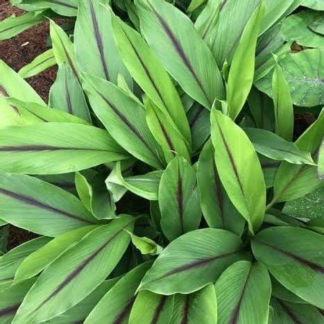 Herbal Plants – Santhi Online Plants