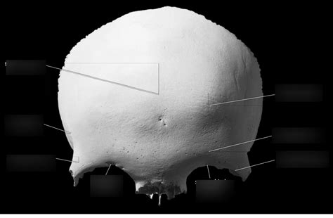 Image result for Frontal Bone Function