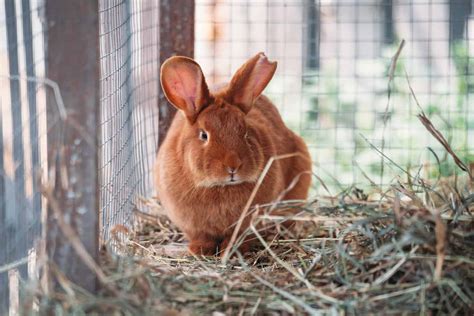 How Long Do Flemish Rabbits Live: Giant Breed Facts - Every Bunny Welcome