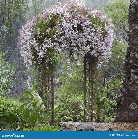 Jasmine On Trellis at Eva Harpur blog