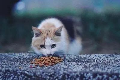 定时喂食的流浪猫越来越瘦，今天喂完后观察，终于知道了真相