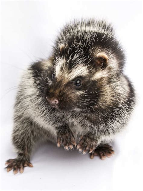 Black And White Rats