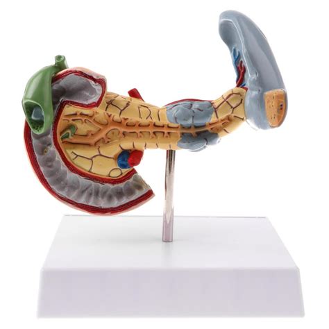 ATORSE® 1:1 Human Pancreas Duodenum Spleen Organ Pathology Model School ...