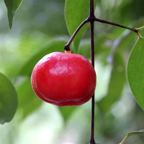 Lanceleaf Garcinia (Garcinia gracilis) Seedling Fruit Plant (Home & Ga ...