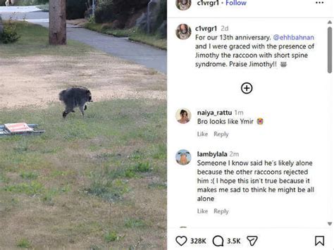 Meet Jimothy the raccoon: How Seattle's tiny short-spine syndrome star ...